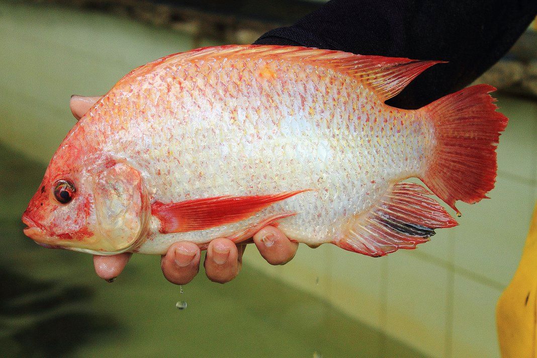 Tilapia roja (Oreochromis sp.)